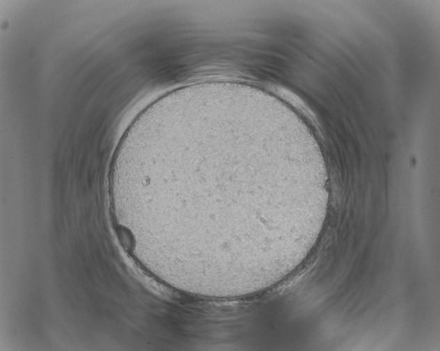 X0000067481431200605051701