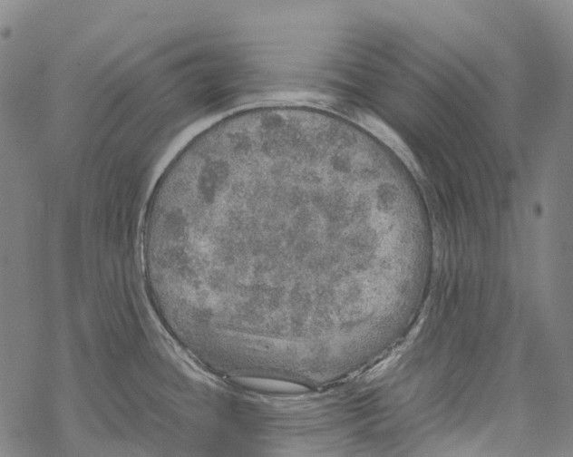 X0000067481436200605051701