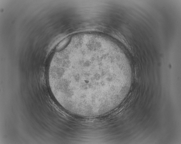 X0000067481452200605051700