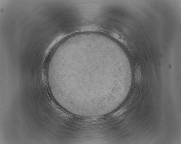 X0000067481454200605051700