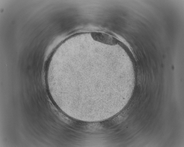 X0000067481464200605051700