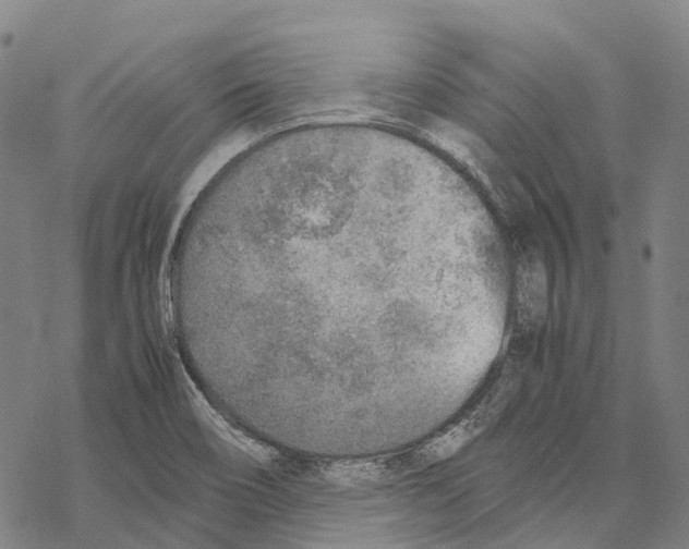 X0000067481466200605051700