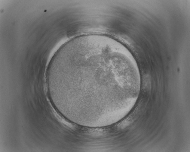 X0000067481470200605051700