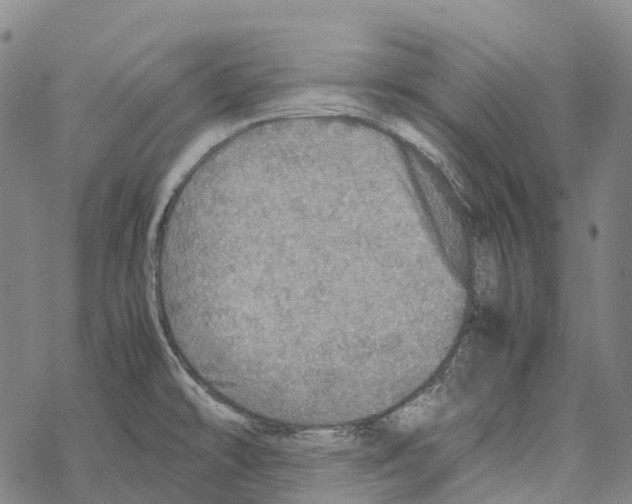 X0000067481478200605051700