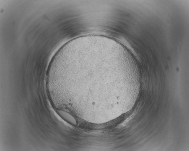 X0000067481484200605051700