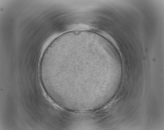 X0000067481488200605051700