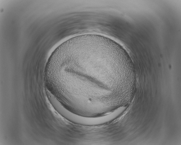 X0000067481534200605051700