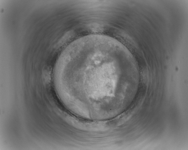 X0000067490032200604071215