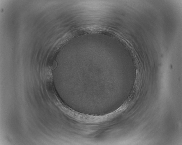 X0000067490048200604071215