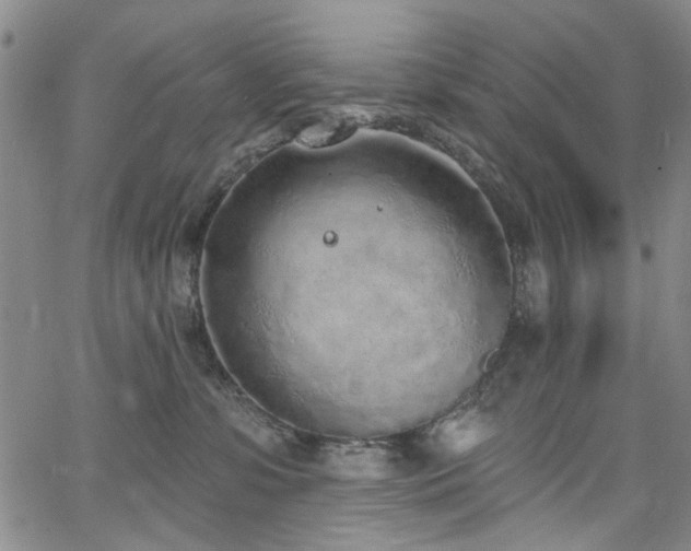 X0000067490331200604071210