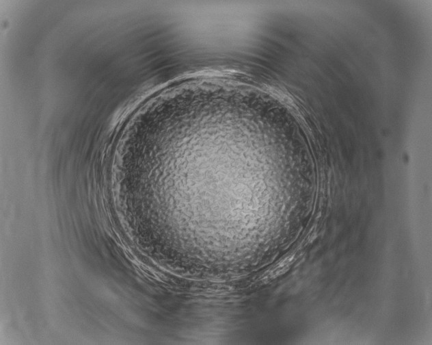 X0000067490337200604071209