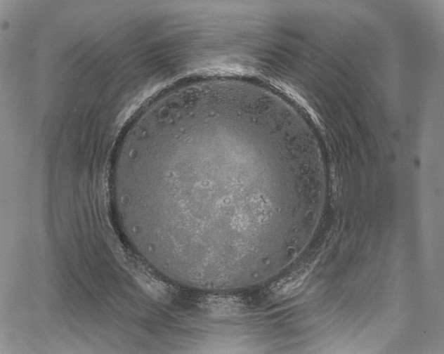 X0000067490487200604071208