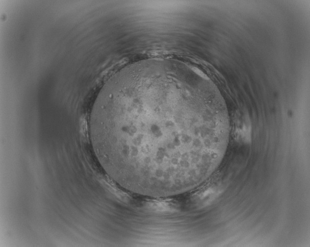 X0000067490523200604071207