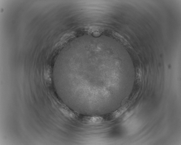 X0000067490663200604071205