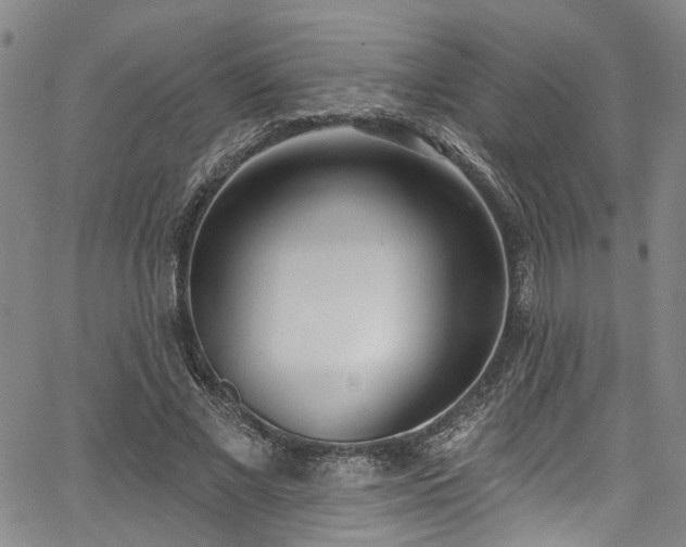 X0000067490685200604071204