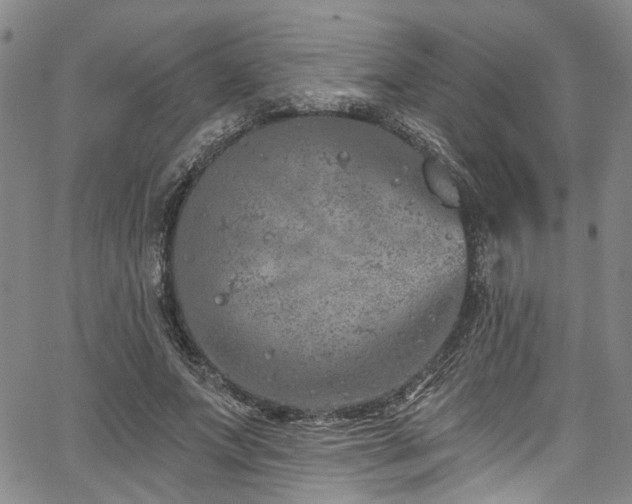 X0000067490687200604071204