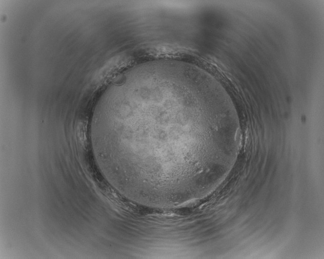 X0000067490695200604071204