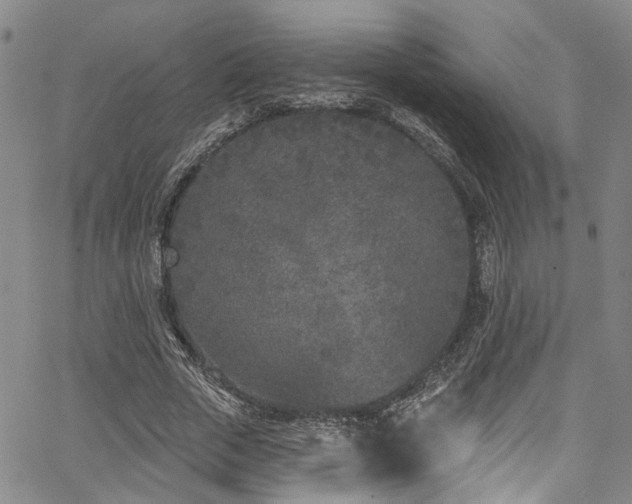 X0000067490729200604071203