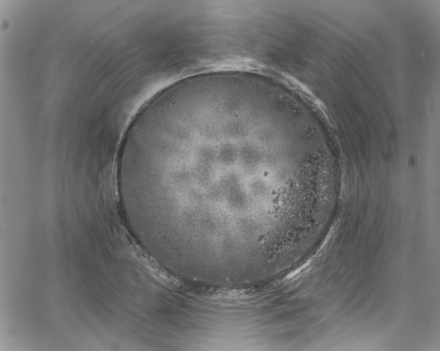 X0000067491174200604071156