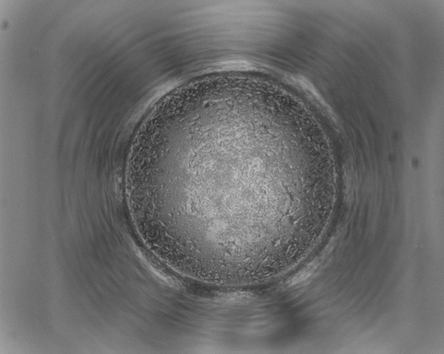 X0000067491225200604071155