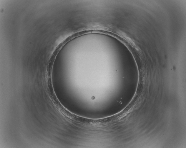 X0000067491264200604071155