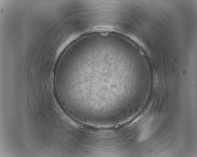 X0000067491325200604071154