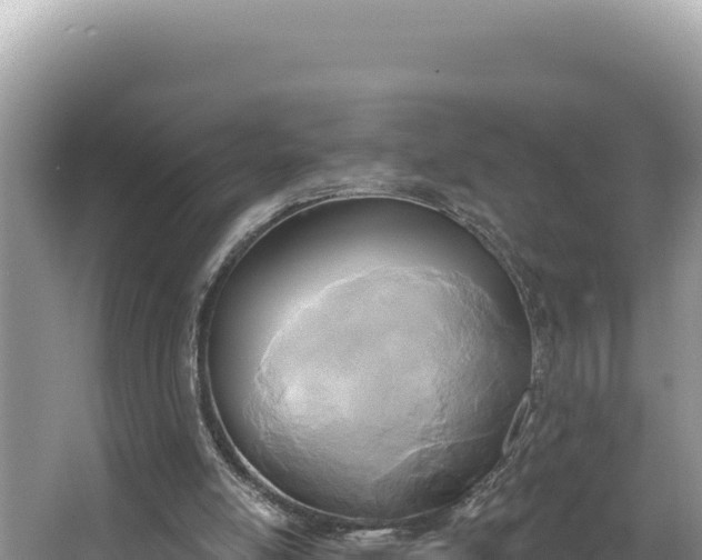 X0000067490054200604101306