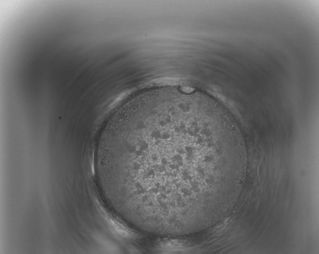 X0000067490062200604101306