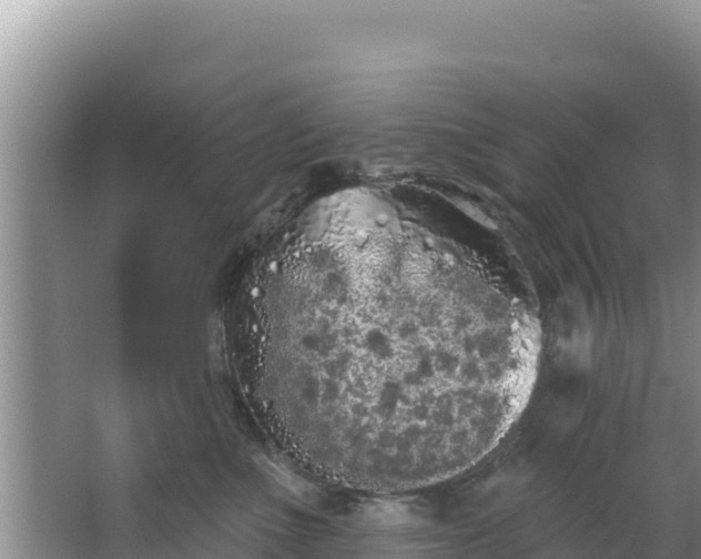 X0000067490523200604101258