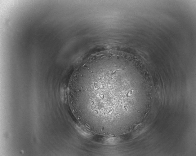 X0000067490527200604101258