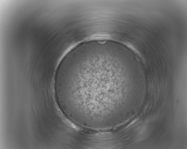 X0000067491325200604101245