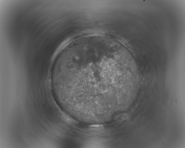 X0000067490053200604150052