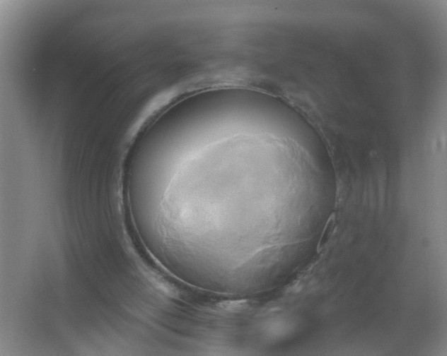 X0000067490054200604150052