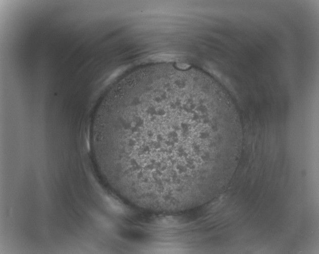 X0000067490062200604150052