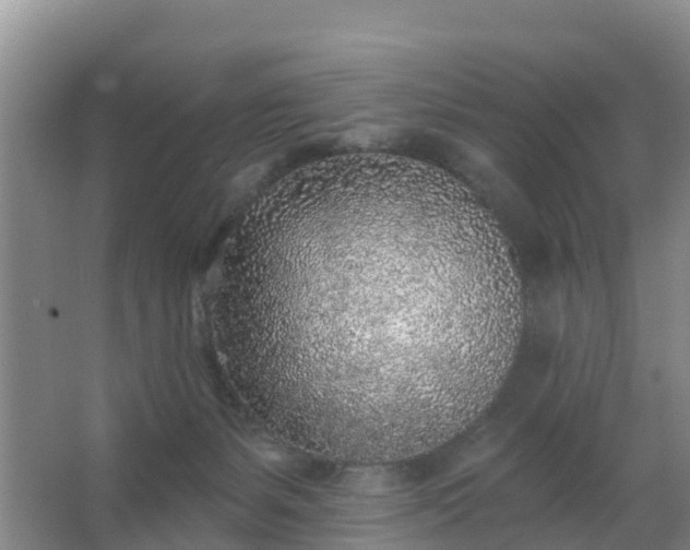 X0000067490127200604150052