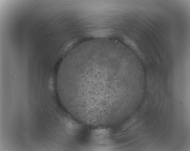 X0000067490161200604150051