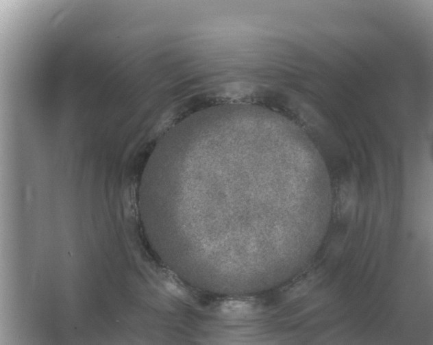 X0000067490236200604150050