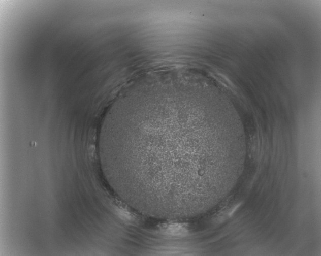 X0000067490553200604150044