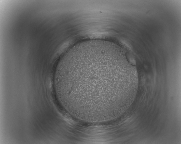 X0000067490687200604150042