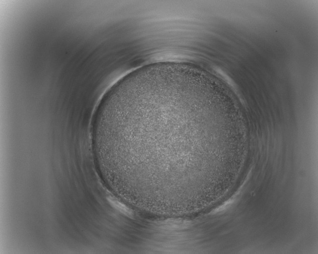 X0000067490779200604150041