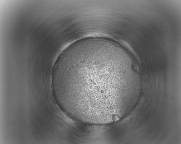 X0000067490831200604150039