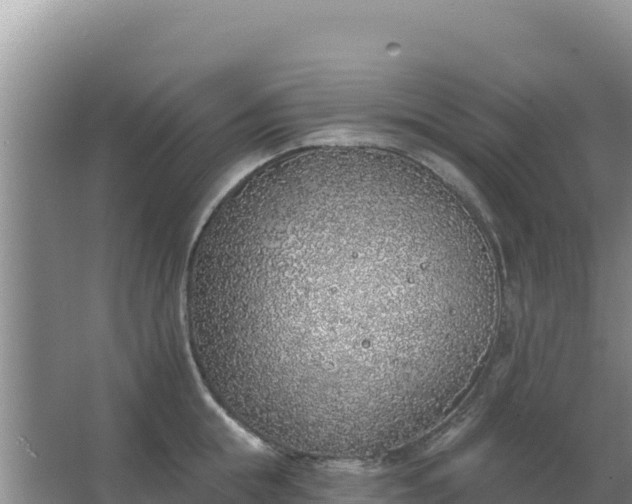 X0000067490855200604150040