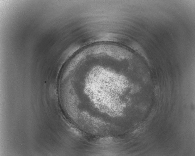 X0000067490882200604150039