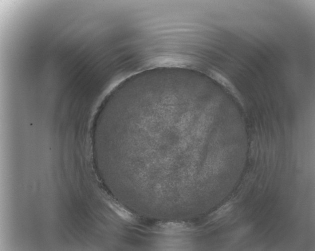 X0000067491027200604150036