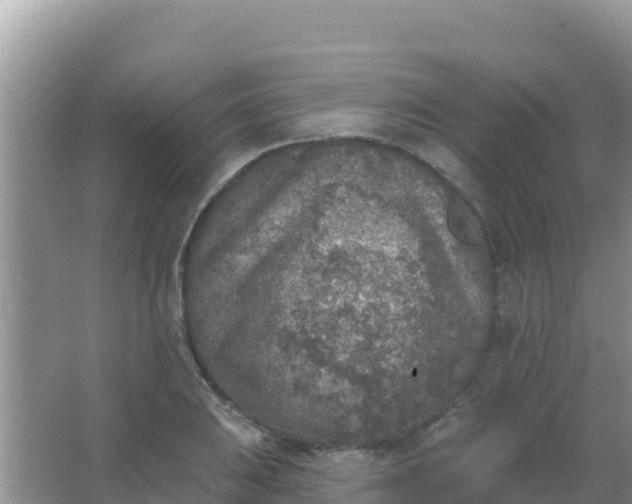 X0000067491031200604150036