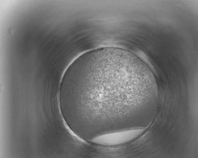 X0000067491100200604150035