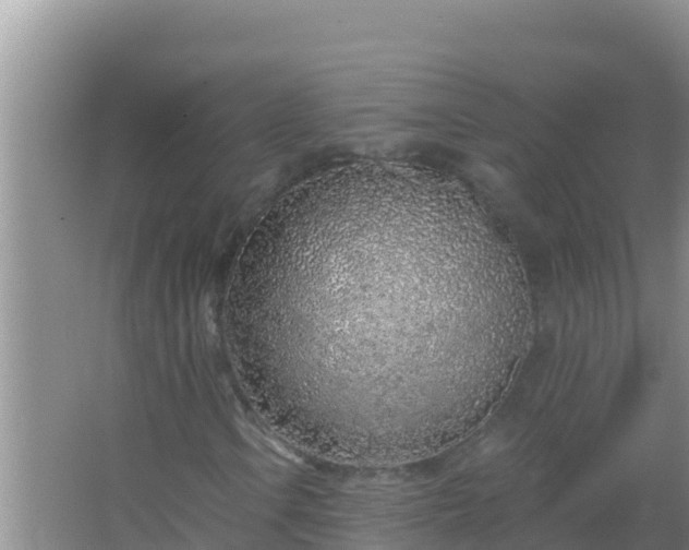 X0000067491106200604150034