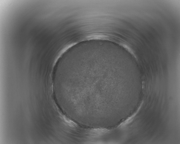 X0000067491117200604150035