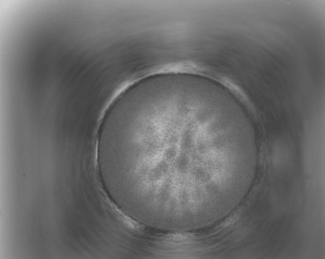 X0000067491224200604150033