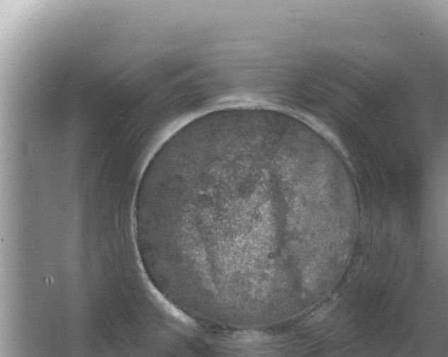 X0000067491239200604150033